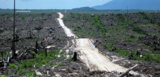 deforestation-palm_0