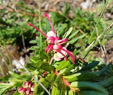 wee-jasper-grevillea-grevillea-iaspicula-oehflickr