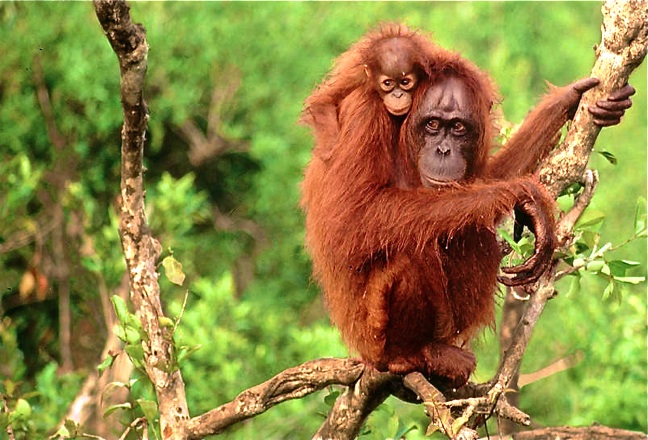 Bornean-Orangutans-photo-via-WWF